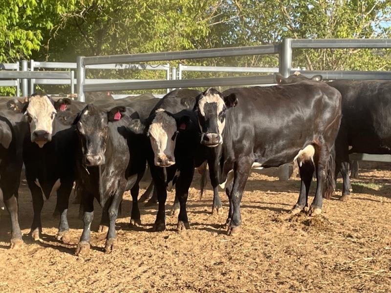 Lot 668 - 25 PTIC Cows | AuctionsPlus