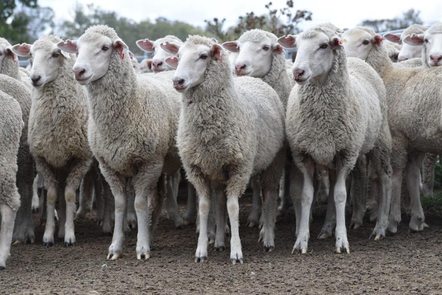 Lot 106 228 Future Breeder Ewe Lambs AuctionsPlus