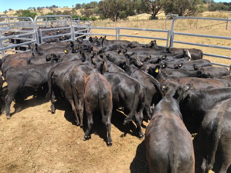 Lot 591 - 42 Unweaned Heifers | AuctionsPlus