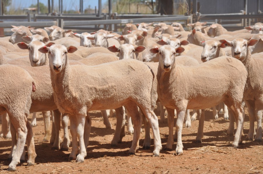 TUESDAY NATIONAL SHEEP SALE 1 QLD & NSW Auction 125 AuctionsPlus