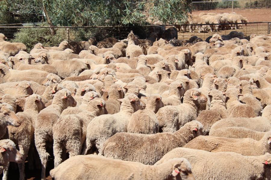 Pen 19 - 550 Store Wether Lambs | AuctionsPlus