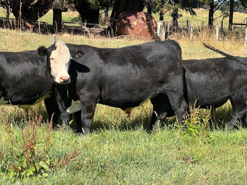 Lot 474 20 Feeder Steers AuctionsPlus