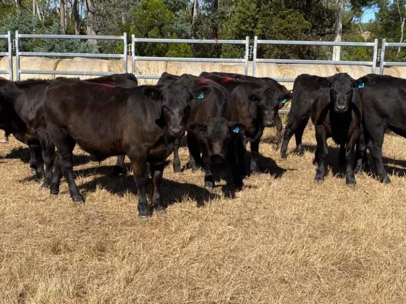 Lot 487 - 16 Unweaned Steers | AuctionsPlus