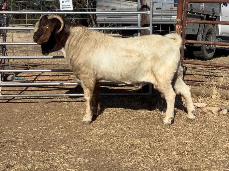 NATIONAL GOAT SALE Auction 724 AuctionsPlus