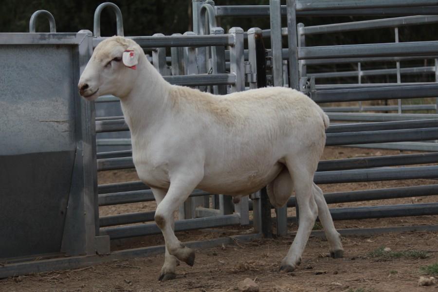Lot 715 - 1 Flock Ram | AuctionsPlus