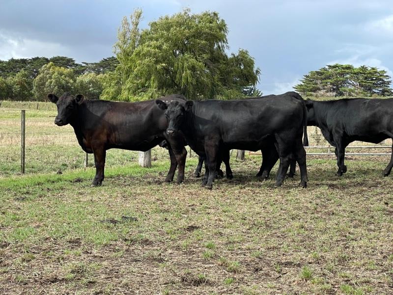 Lot 758 22 Feeder Heifers AuctionsPlus