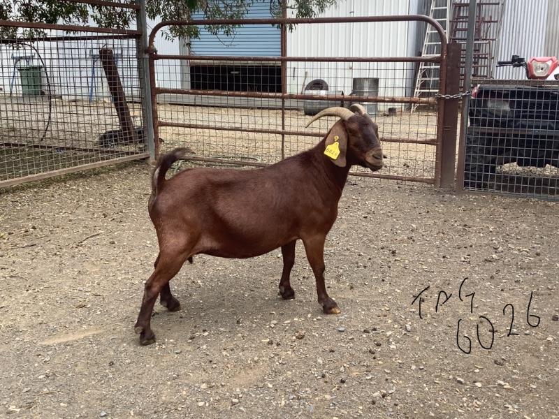 NATIONAL GOAT SALE Auction 146 AuctionsPlus