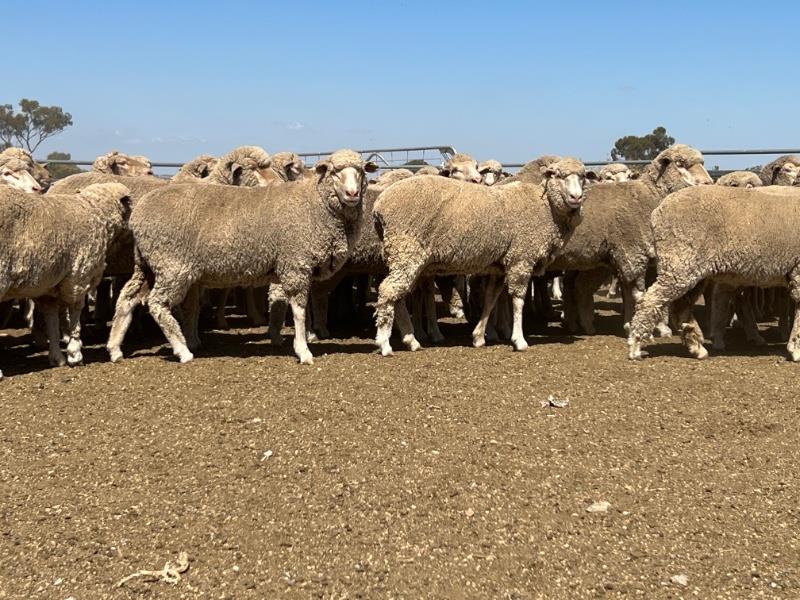 Lot 786 - 290 NSM Ewes | AuctionsPlus