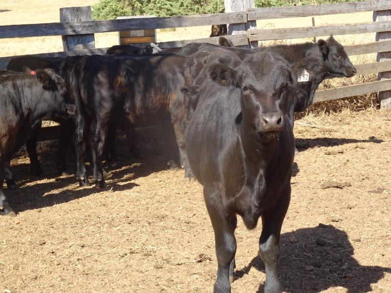 Lot 349 - 14 Weaned Steers | AuctionsPlus