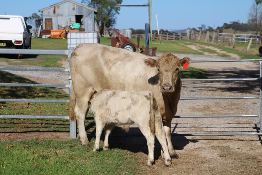 Lot 817 - 17 Station Mated Cows & 17 Calves | AuctionsPlus