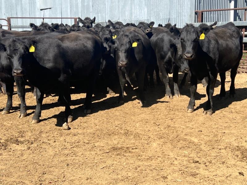 Lot 258 24 NSM Yearling Heifers AuctionsPlus