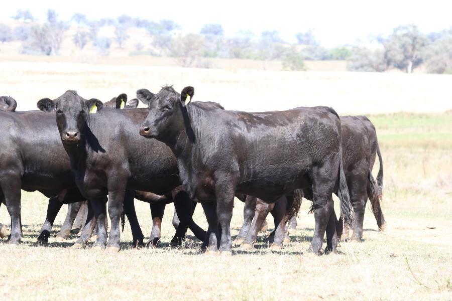 PALGROVE ONLINE FEMALE SALE - STUD & COMMERICAL - Auction 667 ...