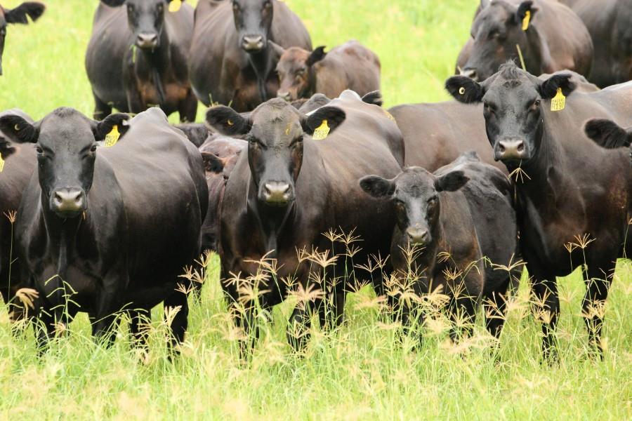 MACKAS PASTORAL ANGUS VERIFIED COMMERCIAL FEMALE SALE - GLOUCESTER ...