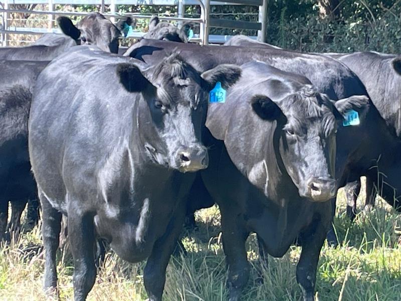 Lot 840 11 PTIC Cows AuctionsPlus