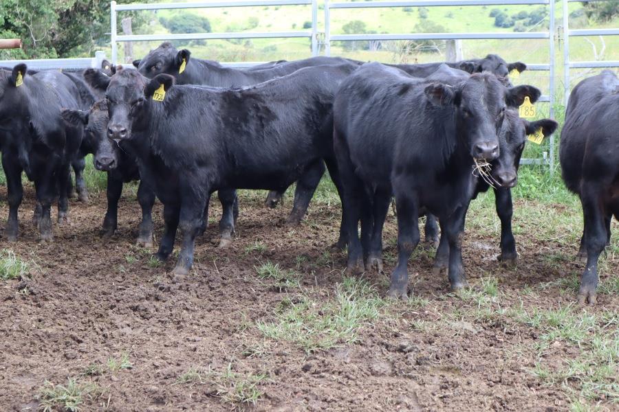 Lot 577 - 33 Unweaned Steers | AuctionsPlus