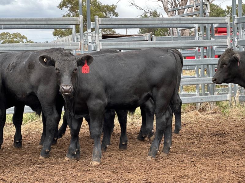 Lot 687 - 20 Unweaned Steers | AuctionsPlus