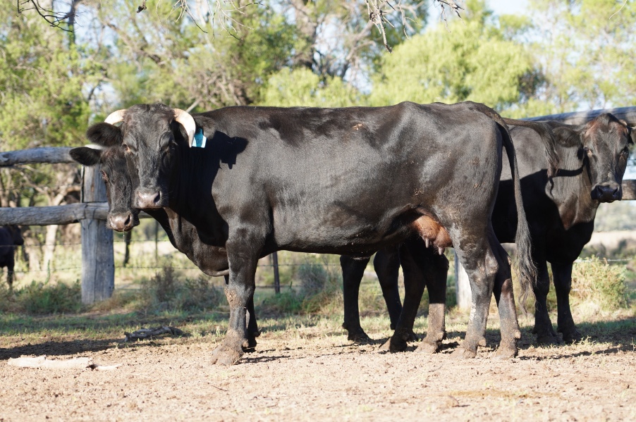 Lot 809 11 PTIC Cows AuctionsPlus