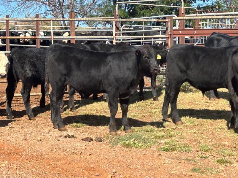 Lot 663 - 35 Weaned Steers | AuctionsPlus