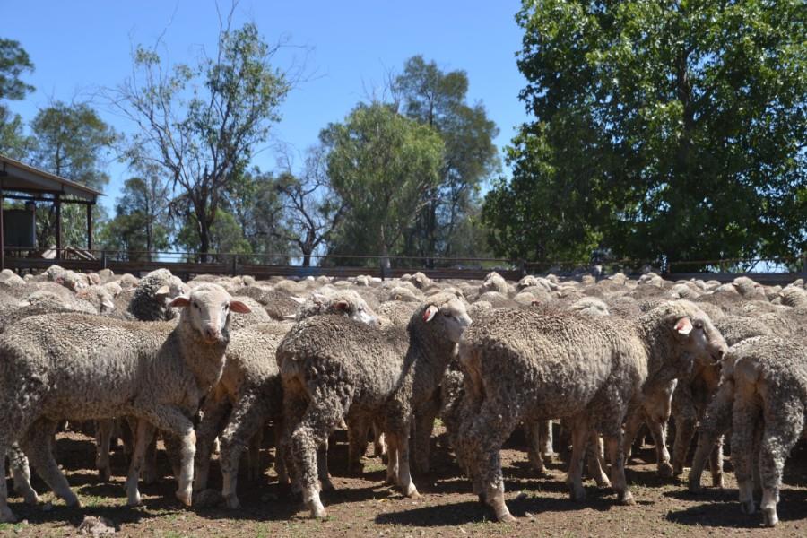 THURSDAY NATIONAL SHEEP SALE Auction 152 AuctionsPlus