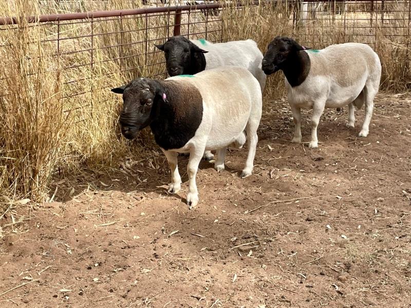 Lot 15 - 3 Rams | AuctionsPlus