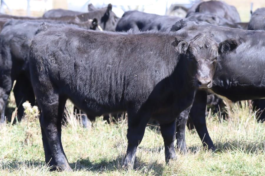 Lot 15 - 50 Unweaned Steers | AuctionsPlus