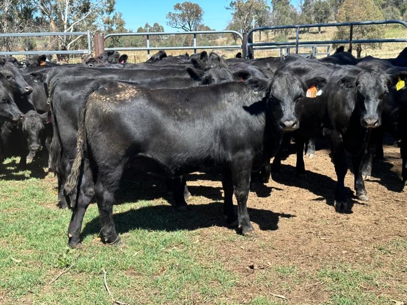 Lot 30 - 52 NSM Future Breeders | AuctionsPlus