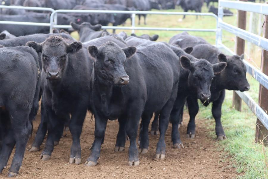 Lot 4 - 32 Unweaned Steers | AuctionsPlus