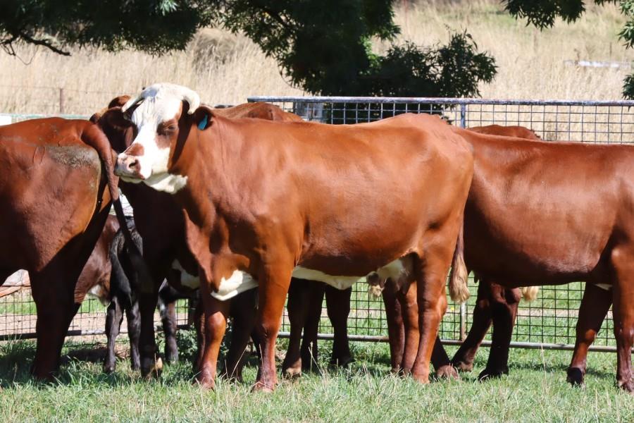 Lot 65 - 8 NSM Cows & 8 Calves | AuctionsPlus