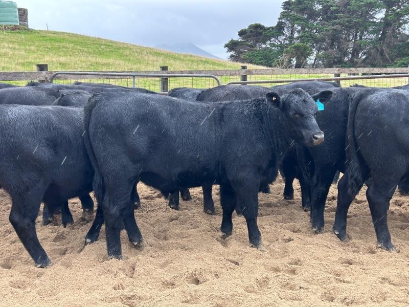 TAS CATTLE SALE - Auction 168 | AuctionsPlus