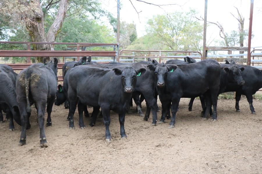 Lot 35 16 Feeder Heifers AuctionsPlus