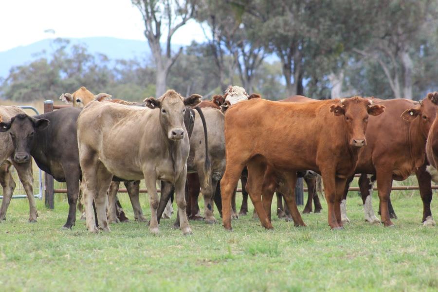 Lot 107 - 36 Station Mated Cows | AuctionsPlus