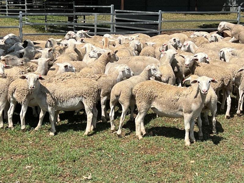 Lot 113 - 265 Wether Lambs | AuctionsPlus