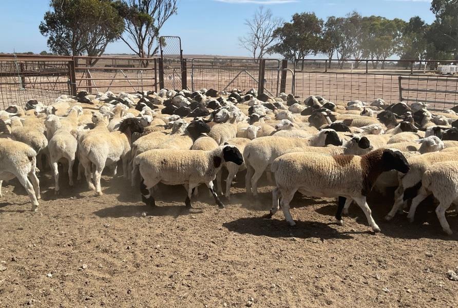 Lot 903 - 194 Store Wether Lambs | AuctionsPlus