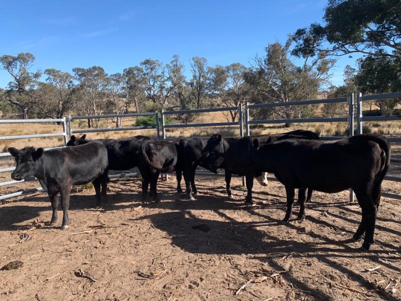 Lot 570 6 NSM Yearling Heifers AuctionsPlus