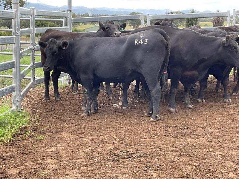 Lot 713 - 14 PTIC Cows | AuctionsPlus