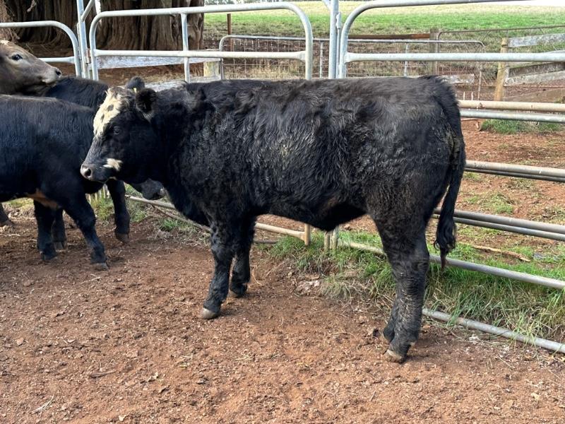 Lot 411 - 5 Unweaned Steers | AuctionsPlus