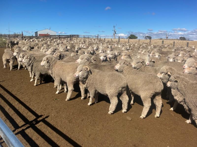 TAS SHEEP SALE Auction 716 AuctionsPlus