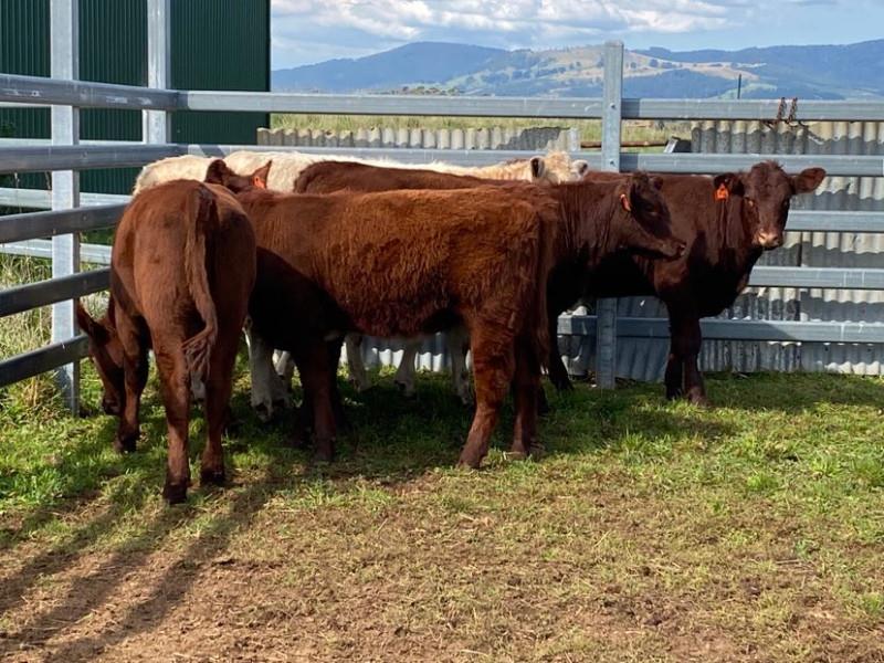 Lot 390 - 6 Weaned Heifers | AuctionsPlus