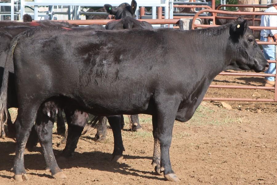 Lot 347 11 PTIC Cows AuctionsPlus
