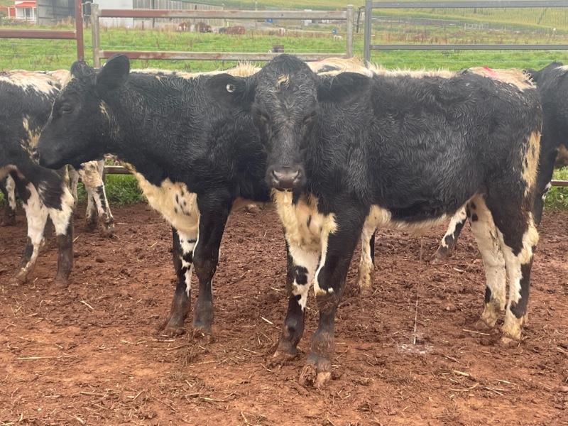 TAS CATTLE SALE Auction 855 AuctionsPlus   Image 20230407195234259 611b419c D016 48f6 94f5 281b3f027aeb 