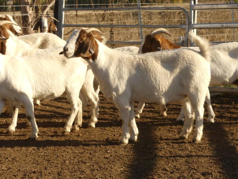 NATIONAL GOAT SALE Auction 763 AuctionsPlus