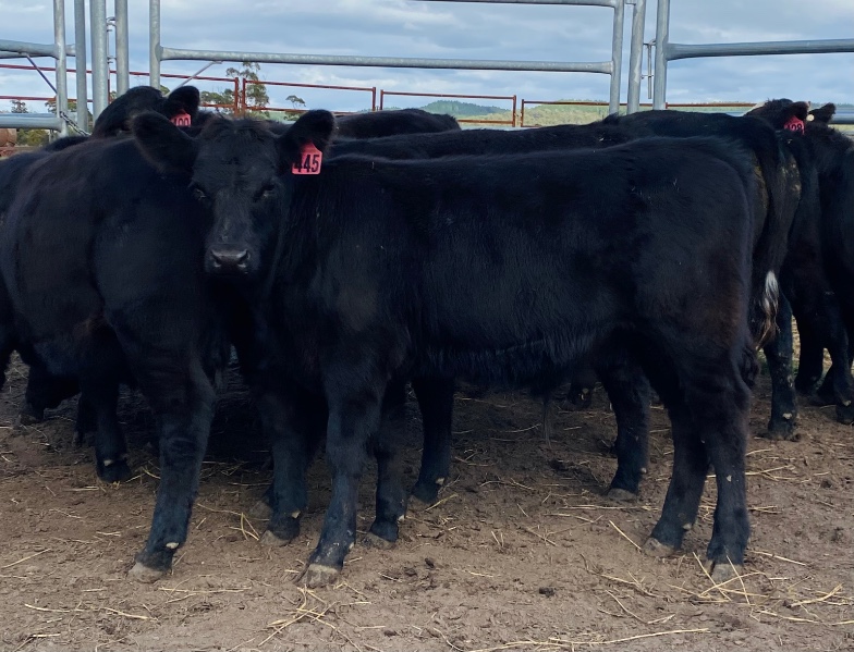 Lot 776 - 11 Weaned Steers | AuctionsPlus