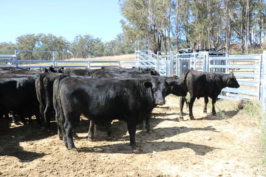 Lot 172 76 Feeder Steers AuctionsPlus
