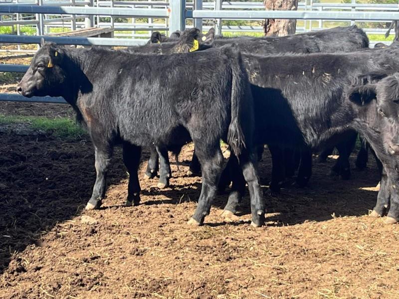 Lot 226 - 27 Weaned Steers | AuctionsPlus