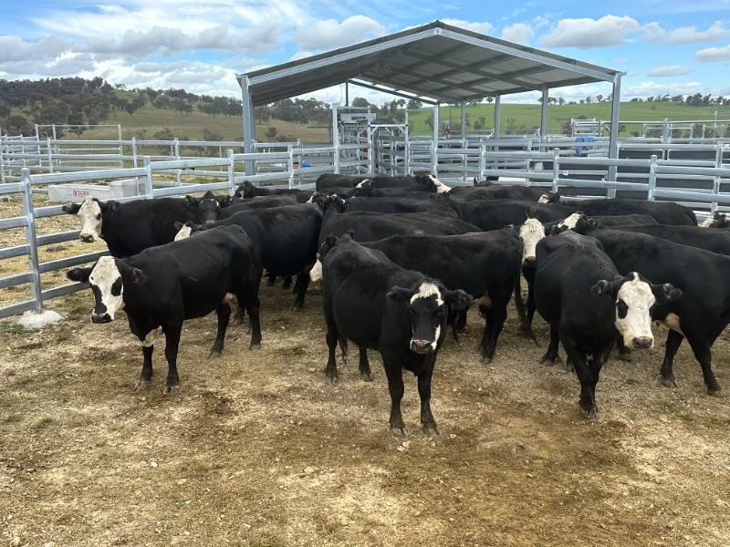 Lot 641 - 30 PTIC Cows | AuctionsPlus