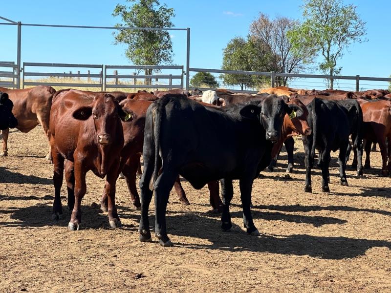 Lot 116 51 Feeder Heifers AuctionsPlus