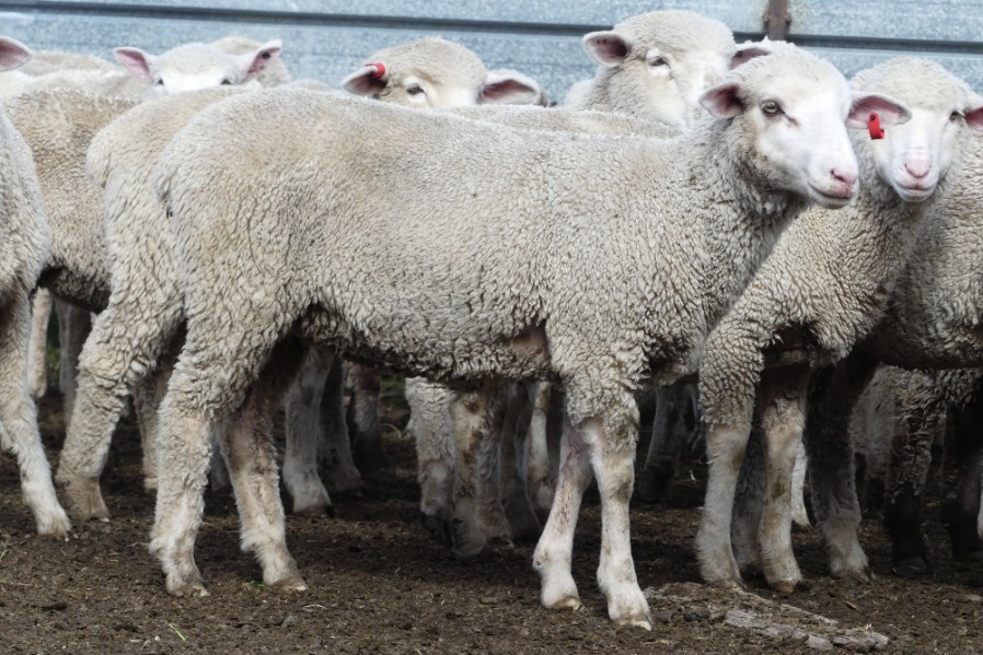 Lot 138 235 Mixed Sex Lambs Auctionsplus