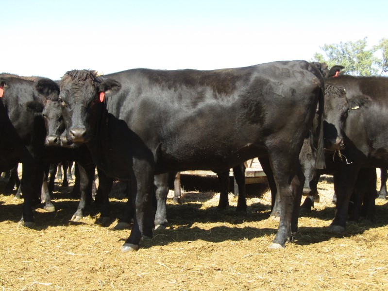Lot 732 - 86 PTIC Cows | AuctionsPlus