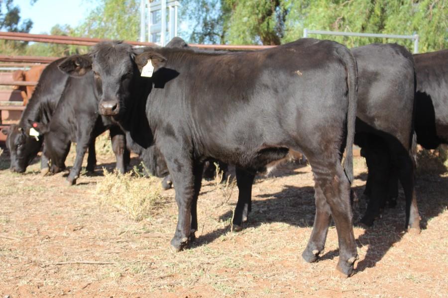 Lot 813 - 25 Backgrounder Heifers | AuctionsPlus