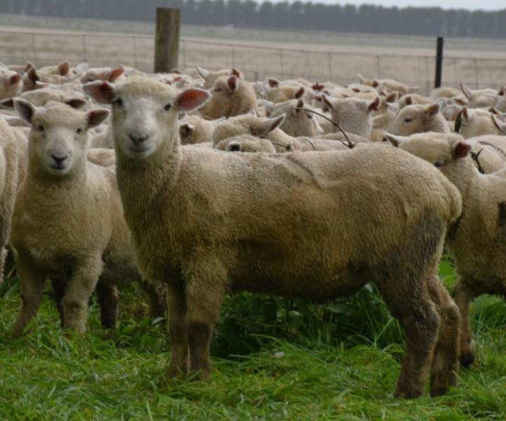 Lot 322 620 Mixed Sex Lambs Auctionsplus 0950